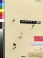 Image result for Marsilea nubica