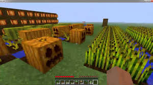 Sembrar cactus a partir de las semillas sembrar cactus a partir de las semillas: Plantacion De Calabazas Minecraft
