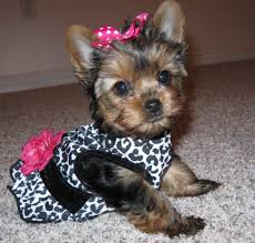 Black And Tan Yorkie Full Grown I Want One Now Teacup Yorkie Terrier Yorkie Terrier Yorkie Puppy Yorkie Dogs