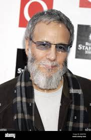 Gatto stevens immagini e fotografie stock ad alta risoluzione