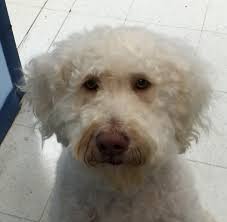 Maybe you would like to learn more about one of these? West Palm Beach Fl Goldendoodle Meet Keila A Pet For Adoption