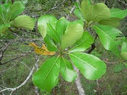 Image result for Uapaca guineensis