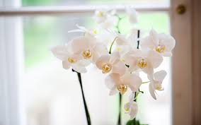 How to keep flowers alive indoors. How To Care For Orchids And Keep Houseplants Alive