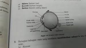 Nota sains tingkatan 3 bab 3 pembiakan mp3 & mp4. Sains Pt3 Sains Tingkatan 3 Bab 1 Mekanisme Penglihatan Dokterandalan