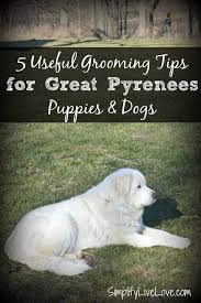 Check spelling or type a new query. 5 Useful Tips For Grooming Great Pyrenees Puppies Simplify Live Love