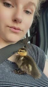 How to care for a rescued duckling?
