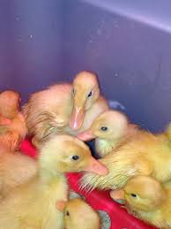 Peel and slice 1 green apple. And We Have Baby Pekin Ducks The Crowin Hen