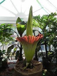 Pin On Como Conservatory St Paul Mn