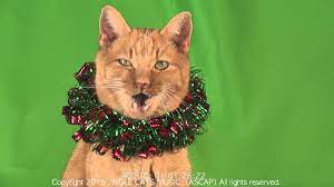 Jingle Cats 2015 Jingle Bells Meowy Christmas Meowy Christmas Jingle Bells Cat Makeup Halloween