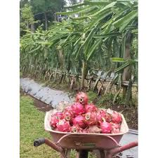 Aneka ragam buah di dunia. Jual Bibit Buah Naga Merah Super Red