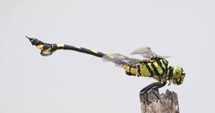 Image result for Gonatopus clavatus