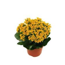 Costa Farms 1 Qt Yellow Kalanchoe Flowers In Grower Pot 8 Pack In 2020 Kalanchoe Flowers Geranium Plant Plants