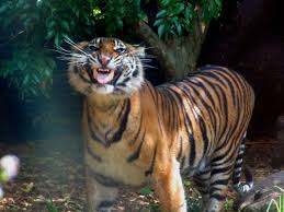 Pin By Jeff S On Animals Zoo And Nature Australia Animal Photography Zoo Animals