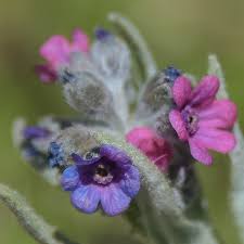 Image result for Cynoglossum coeruleum