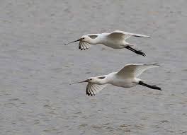 Spurn Bird Observatory Sightings