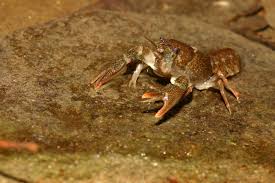 Image result for Austrosynotis