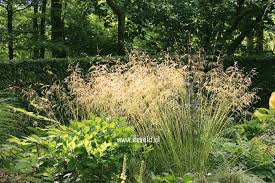 Delicate yellow inflorescence emerge in early summer; Deschampsia Cespitosa Goldschleier Prairie Border 120 Cm Tuinieren Siergrassen Planten