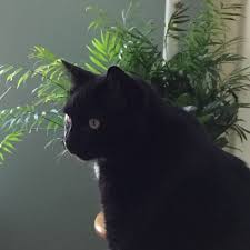 Pin Von Wrenchwreck Auf Black Cat Love