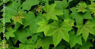 Image result for Lepistemon
