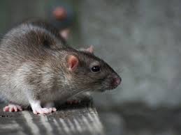 What is the best way to get rid of rats. Best Way To Get Rid Of Rats Home Facebook