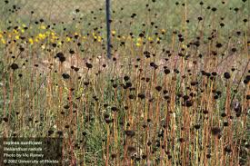 Image result for Sphaeranthus randii