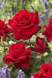 Image result for Rosa sp.