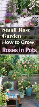 This rose garden was created on a deck by planting roses in pots. How Ot Grow Roses In Pots Garden Containers Growing Roses Planting Flowers