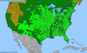 Image result for Sorghastrum stipoides