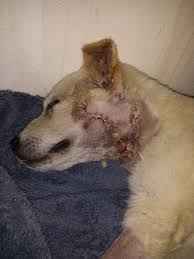Pray and donate to help bait dog recover