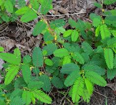 Image result for Chamaecrista