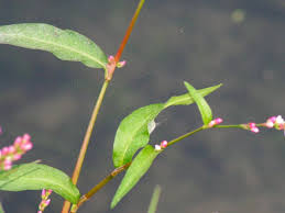 Image result for Persicaria decipiens