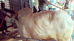 It's the greatest video clip of black camel qurbani at the place of saima heaven in karachi. Big Cow Qurbani Bangladesh 2019 Part 14 Golectures Online Lectures