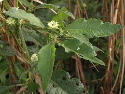 Image result for Vernonia adoensis