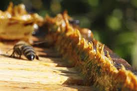 Manfaat dan khasiat dari kualitas madu lebah asli akan terjamin 100%, tanpa bahan pengawet dan. Ini 5 Manfaat Propolis Lebah Untuk Kesehatan Yang Wajib Diketahui Okezone Lifestyle