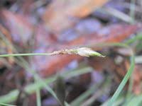 Image result for Abildgaardia ovata