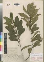 Image result for Oncinotis tenuiloba