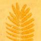 DIY Anthotype Prints