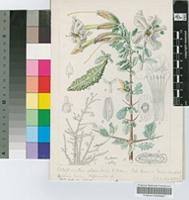 Image result for Catophractes alexandri