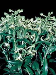 Image result for Bonatea steudneri