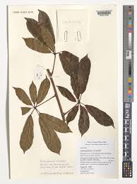 Image result for Astropanax