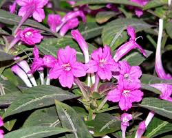 Image result for Ruellia makoyana
