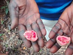 Image result for Pentadiplandra brazzeana