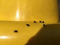 They have black and brown stripes on the back. Flying Ticks Invading Area Are Not Ticks At All News Times News Com