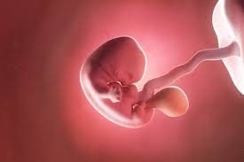 Tjedan > rani simptomi trudnoće. 7 Tjedan Trudnoce Mamina Maza
