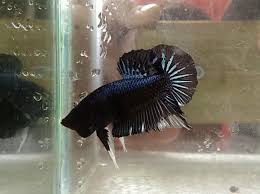 #fishblr #betta #betta fish #hmpk #simeone the betta #pet sickness. Hmpk Betta Fish Home Facebook