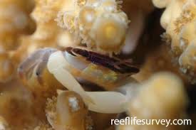 Image result for Cadaba glaberrima