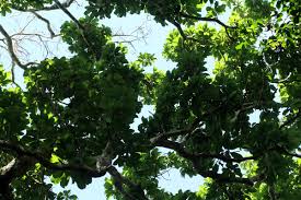 Image result for Inhambanella henriquesii