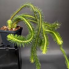 Image result for Xerophyta squarrosa