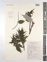 Image result for Tetradium glabrifolium