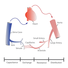 Blood carried by arteries is usually highly oxygenated, having just left the lungs on its. Blood Vessels Ck 12 Foundation